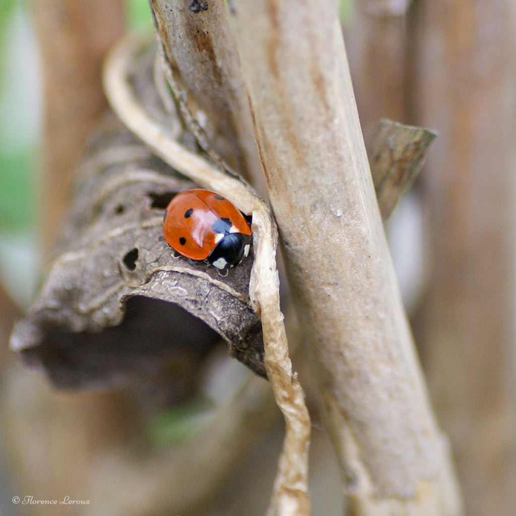 Photographie d'une coccinelle à 7 points - SonyA200 - Tamron Macro 90mm