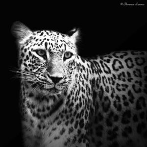 Photographie noir&blanc de léopard réalisée au zoo de Beauval. SonyA77 - Saint Aignan -2024