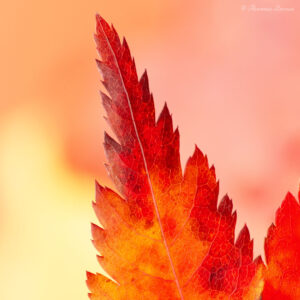 Erable palmé aux couleurs d'automne