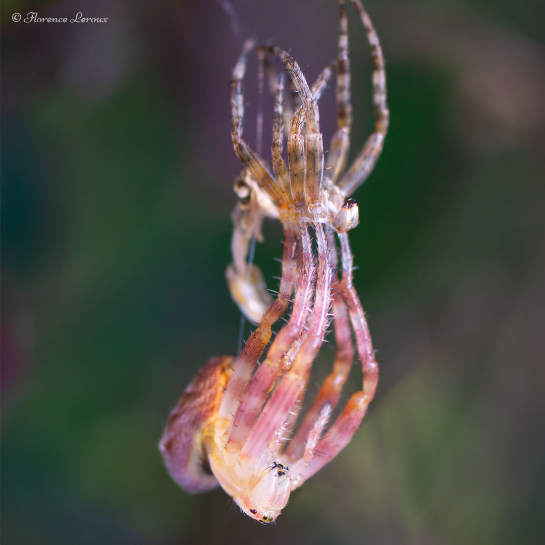 Araignée porte-croix en pleine mue. C'est une araignée très répandue dans les jardins. Sony A77 - Normandie - 2025 -