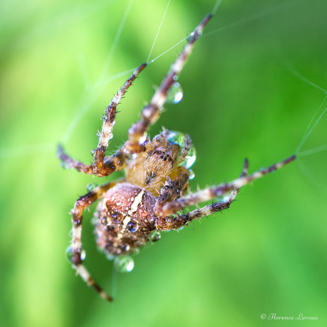 Araignée Epeire diadème sur sa toile
