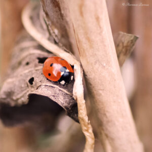 Photographie d'une coccinelle à 7 points