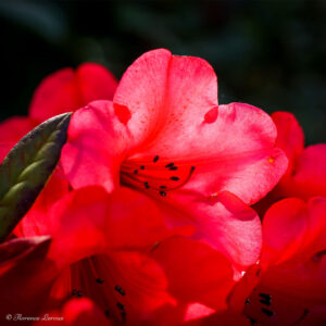 Photographie de Rhododendron Sony A77 - Normandie - 2017 -